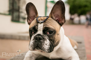 Galaxy Frenchie Bracelet. Designed and handmade in Israel. PARPADEO. By Martin Greenberg