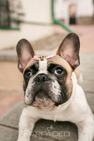 Pink Frenchie Bracelet. Designed and handmade in Israel. PARPADEO. By Martin Greenberg