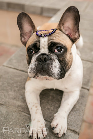 Purple Frenchie Bracelet. Designed and handmade in Israel. PARPADEO. By Martin Greenberg